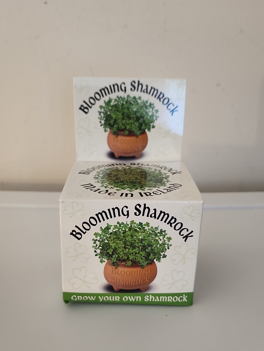 Blooming Shamrock Pot Kit (New)